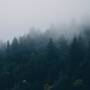 wallpaper-forest.jpg