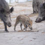 dsc01708_edited.jpg